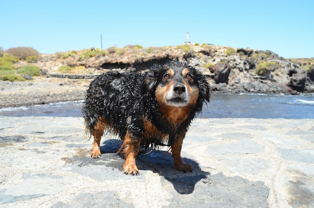 Cane nero bagnato