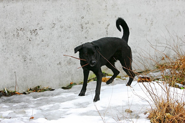 cane nero che corre e gioca con un bastone