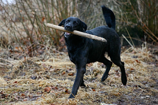 cane nero che corre e gioca con un bastone