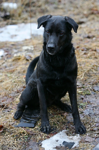 cane nero che corre e gioca con un bastone