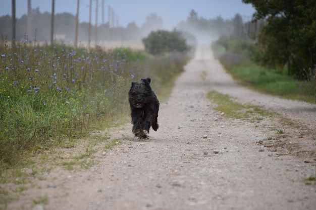 Cane nero che corre sulla strada sterrata