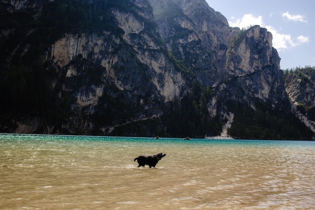 Cane nero che gioca a fetch nel lago con le montagne sullo sfondo in una giornata di sole