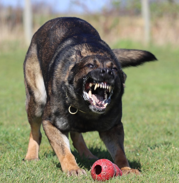 Cane nero che guarda da un'altra parte