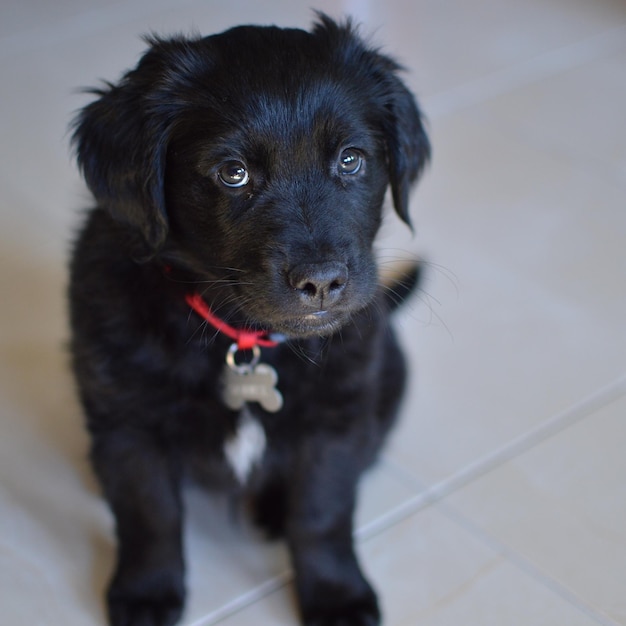 Cane nero che guarda in alto