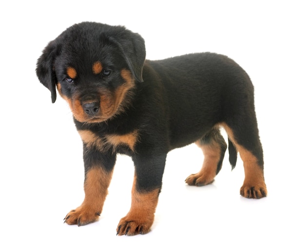 Cane nero che guarda lontano sullo sfondo bianco
