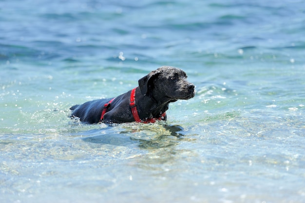 Cane nero che nuota nel mare