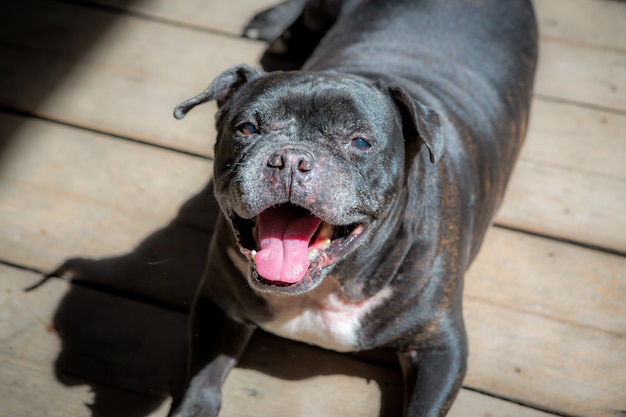 Cane nero che si sdraia e la sua lingua sporge