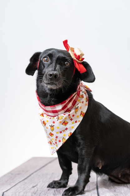 Cane nero con fiocco rosso e bandana della festa junina