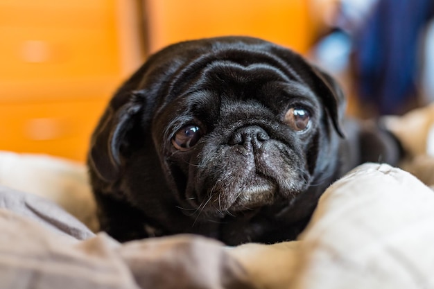 Cane nero del pug che si posa sulla biancheria da letto grigia con gli occhi laterali che guardano sullo sfondo interno della casa