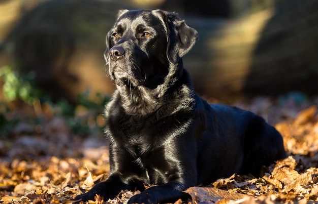 Cane nero di razza Labrador nel parco autunnale