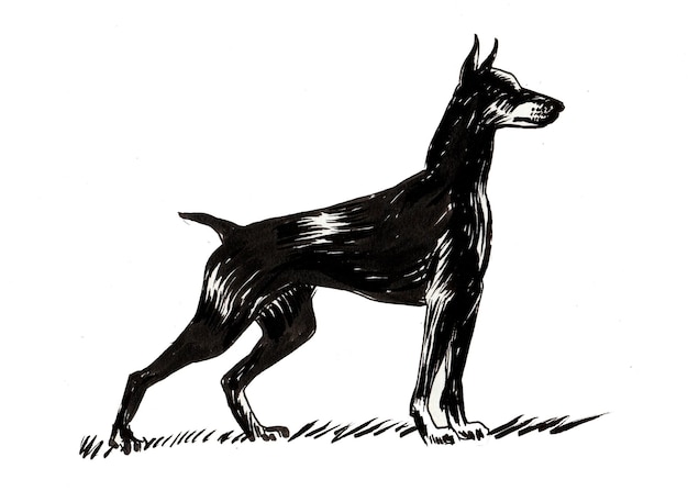 Cane nero. Disegno a inchiostro in bianco e nero