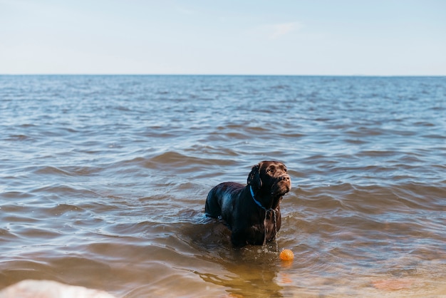 Cane nero divertendosi in spiaggia