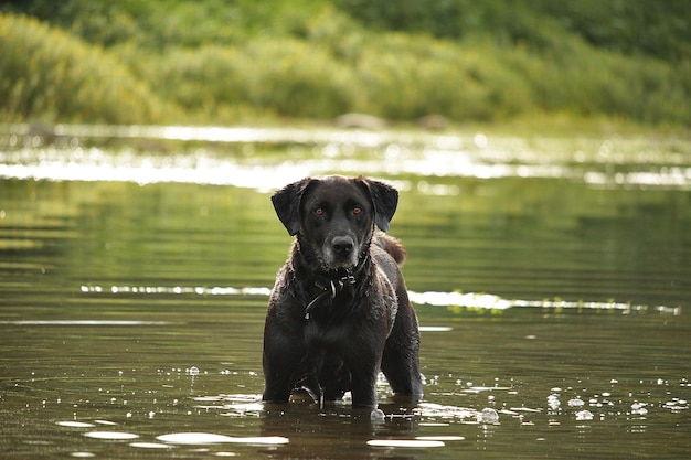 Cane nero in acqua