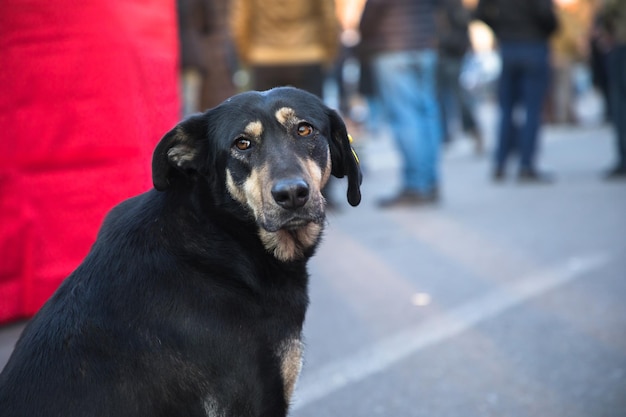 Cane nero in strada