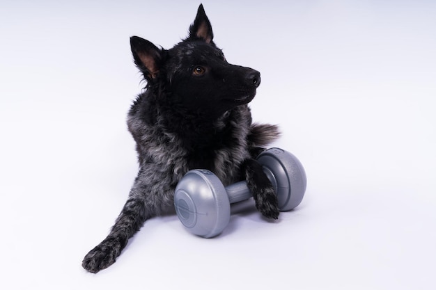 Cane nero Mudi in studio bianco con animale attivo con manubri