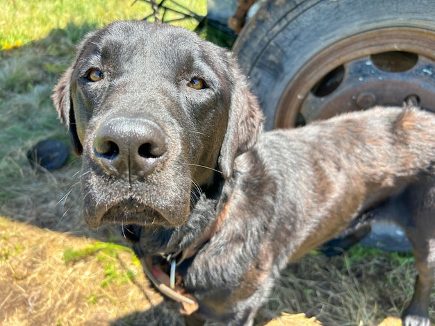 Cane nero nel villaggio con primo piano