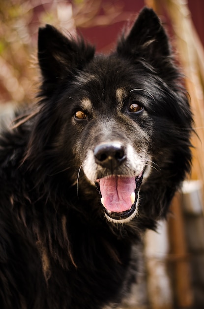 Cane nero sorridente