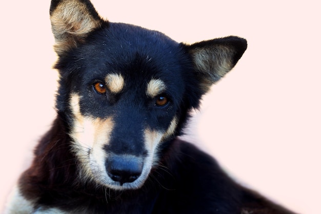 Cane nero su sfondo bianco.