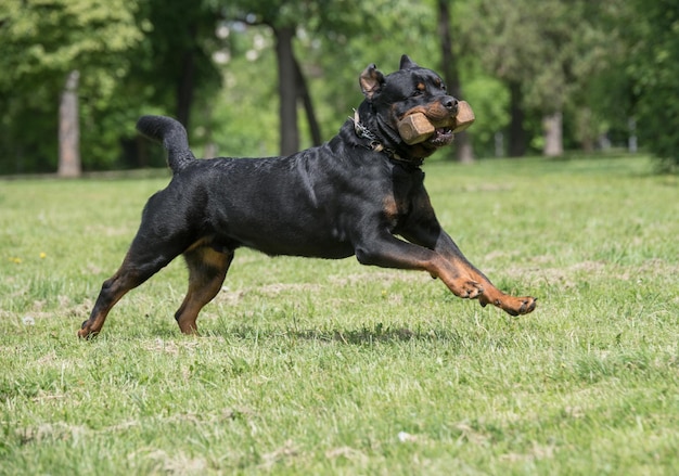Cane nero sul campo