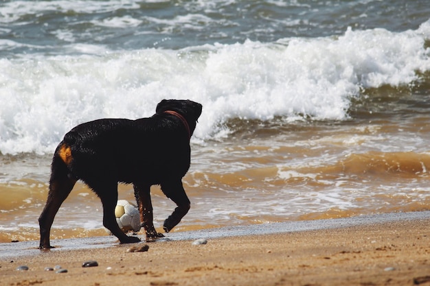 Cane nero sulla spiaggia
