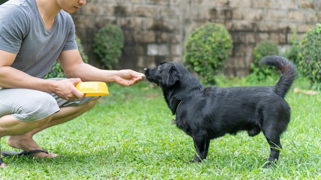 Cane nero sveglio che aspetta nutrendosi dall&#39;uomo