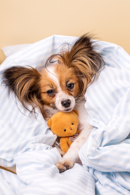 Cane Papillon con un orso