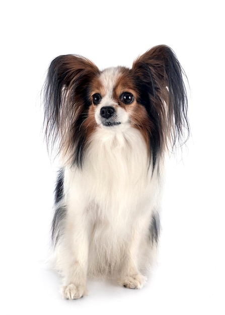 Cane Papillon