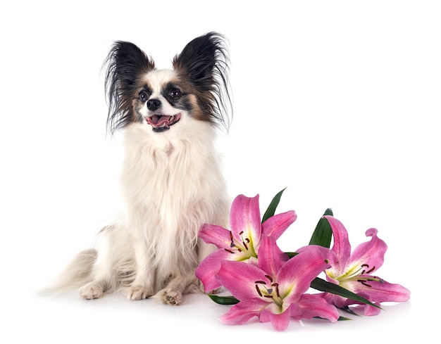 Cane Papillon