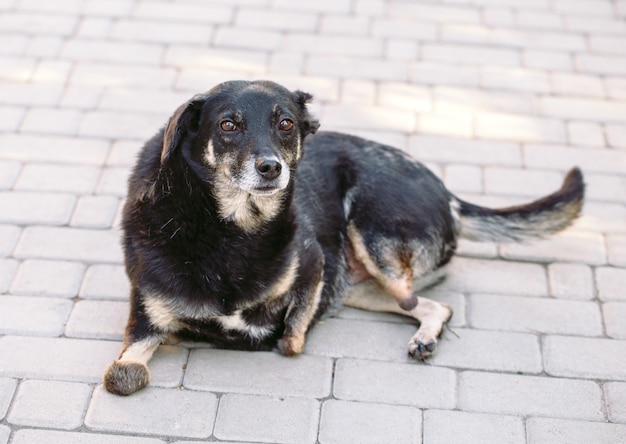 Cane paralizzato senza tre zampe sdraiato sulla strada,