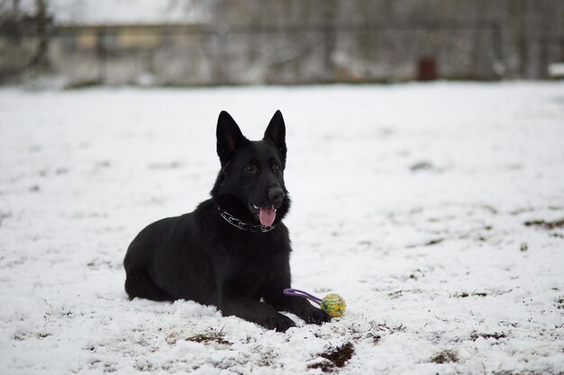 cane pastore a passeggio