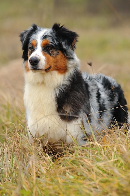 Cane pastore australiano nel prato