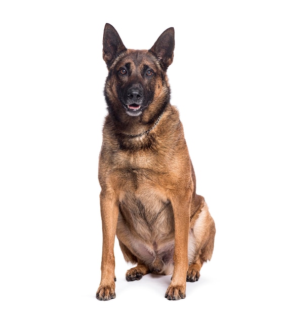 Cane pastore belga adulto seduto e che guarda la telecamera