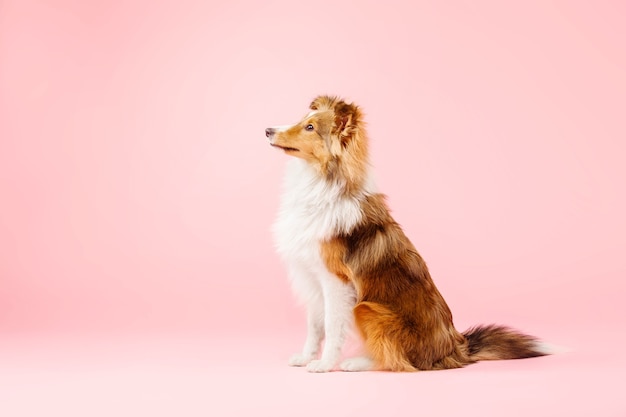 Cane pastore delle Shetland nello studio fotografico su sfondo rosa