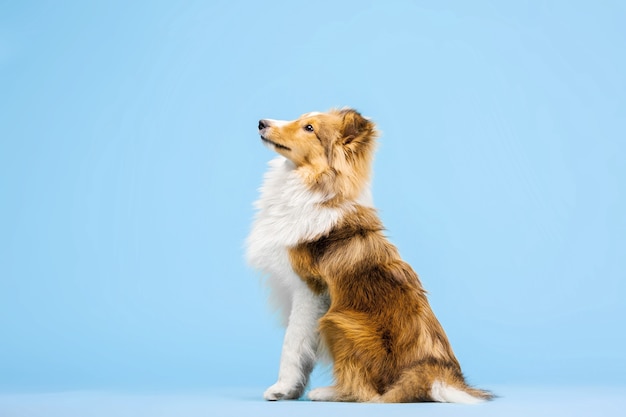 Cane pastore delle Shetland nello studio fotografico sullo sfondo blu