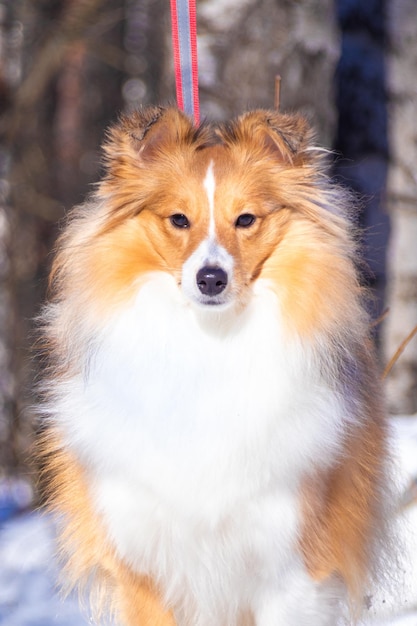 Cane pastore delle Shetland rosso