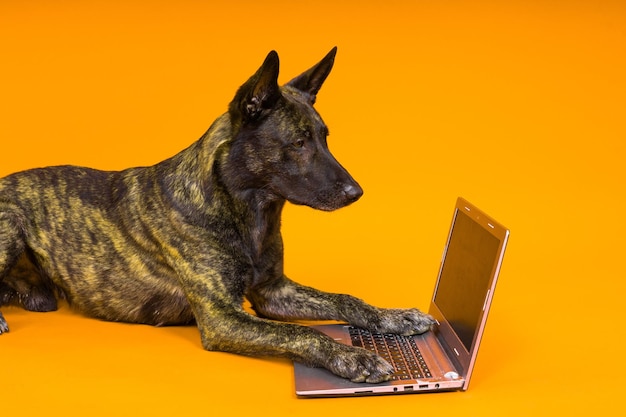 Cane pastore olandese divertente sdraiato davanti al portatile e che guarda con interesse lo schermo in studio