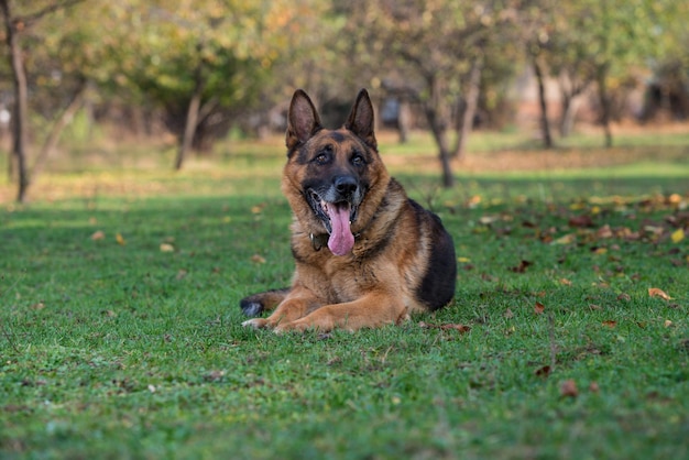 Cane pastore tedesco che esamina la macchina fotografica