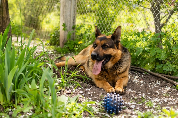 cane, pastore tedesco giace su una giovane erba verde tra i fiori.