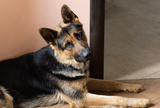 Cane pastore tedesco sdraiato sul tappeto in casa