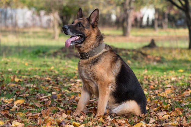 Cane pastore tedesco