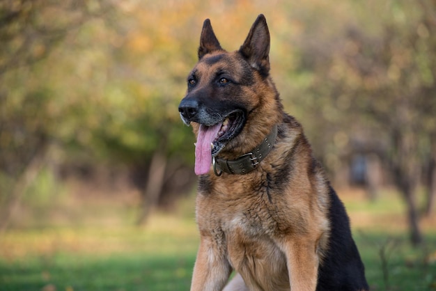 Cane pastore tedesco