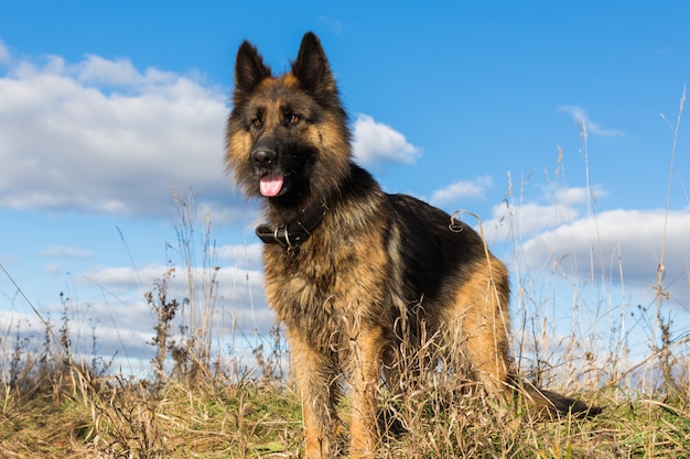 cane pastore tedesco