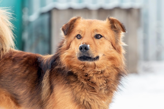 Cane peloso marrone in inverno vicino al canile