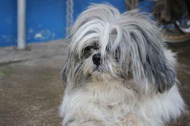 Cane peloso nel cortile sul retro