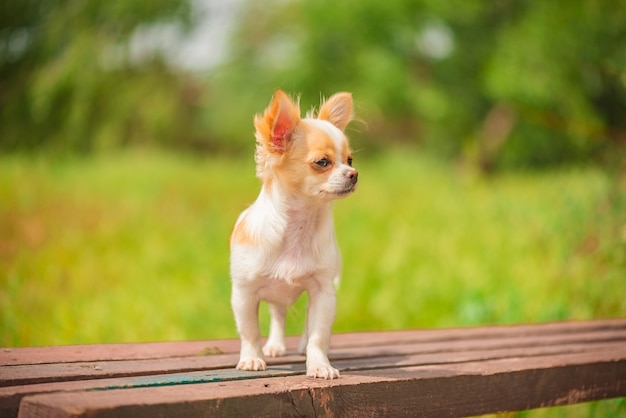 Cane per una passeggiata in primavera o in estate. Chihuahua di razza carino. Ritratto simile a pelliccia della chihuahua bianca.