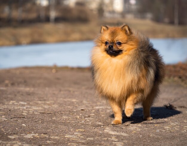 Cane piccolo Spitz sta camminando sul prato in primavera.