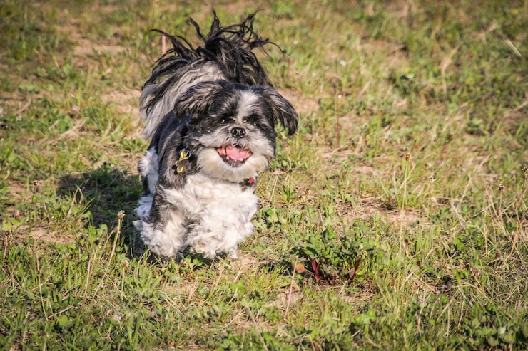 Foto cane piccolo sul campo
