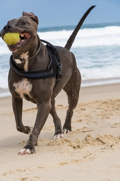 Cane Pit Bull che gioca sulla spiaggia Divertirsi con la palla e scavare una buca nella sabbia Giornata parzialmente nuvolosa Messa a fuoco selettiva