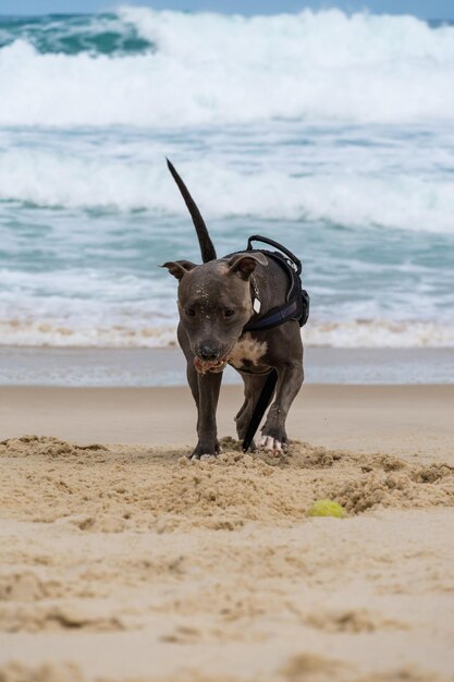 Cane Pit Bull che gioca sulla spiaggia Divertirsi con la palla e scavare una buca nella sabbia Giornata parzialmente nuvolosa Messa a fuoco selettiva