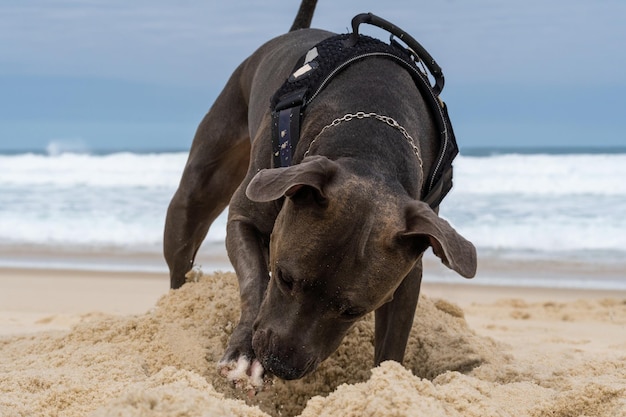 Cane Pit Bull che gioca sulla spiaggia Divertirsi con la palla e scavare una buca nella sabbia Giornata parzialmente nuvolosa Messa a fuoco selettiva
